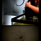 Als sie die Spinne an der Decke der Dusche sah..