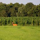 als sie mich sah verschwand sie im Maisfeld ...