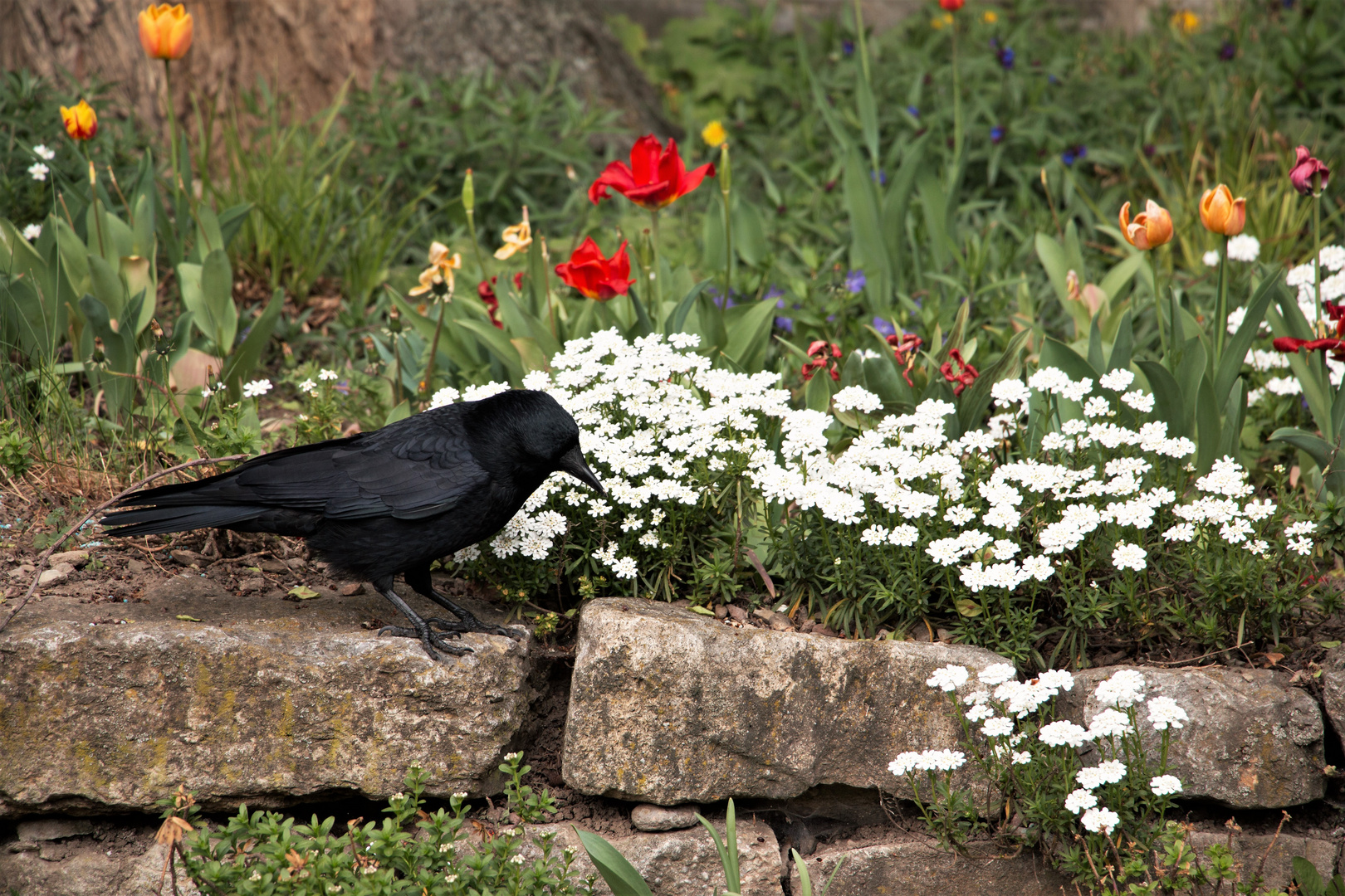 Als "Singvogel"...