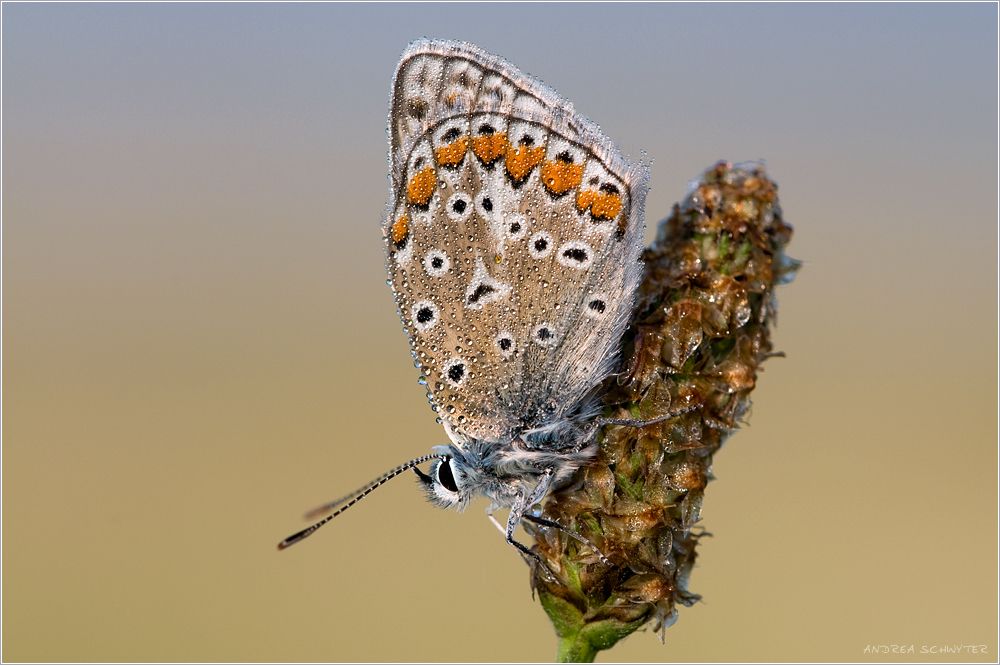 als sommer noch sommer war