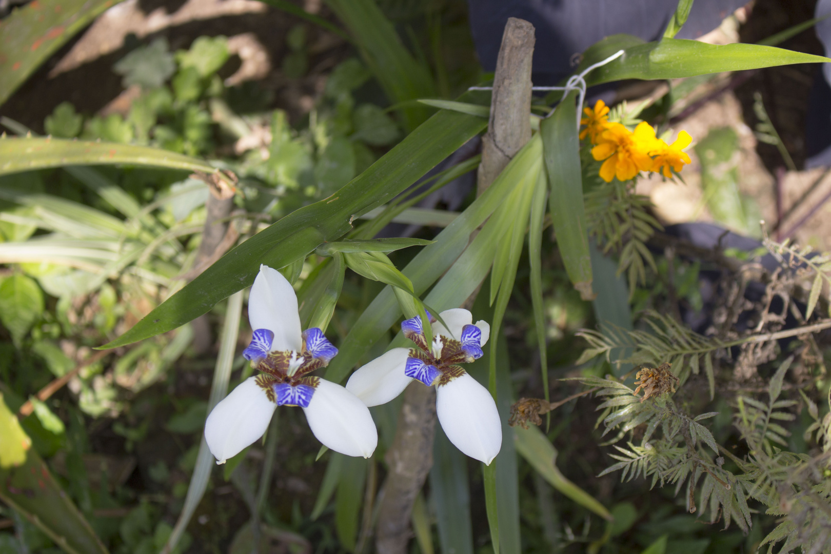 Als wären Orchidien 