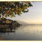 als wär’s im Tessin... gestern am Zugersee