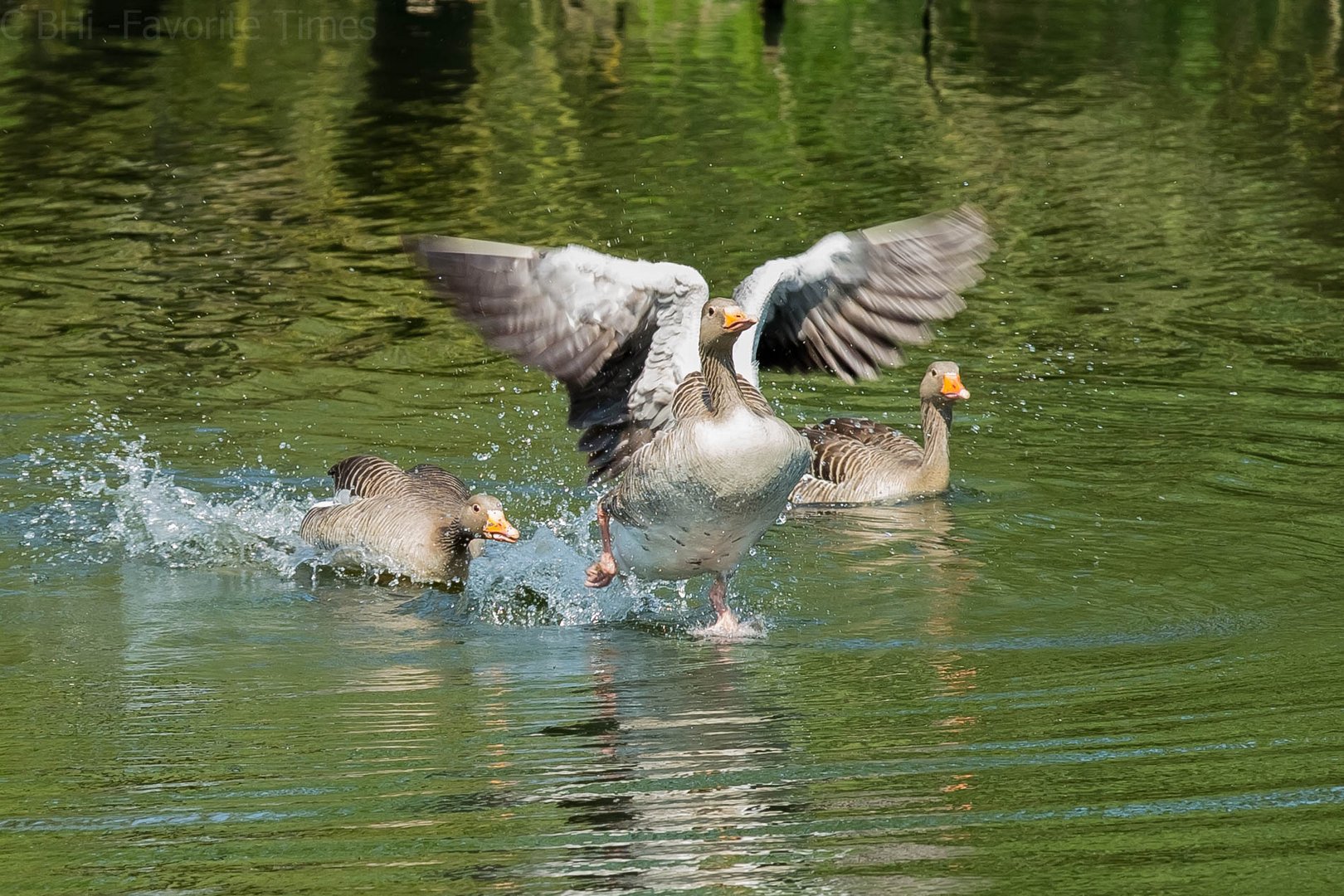 Als Wasserläufer