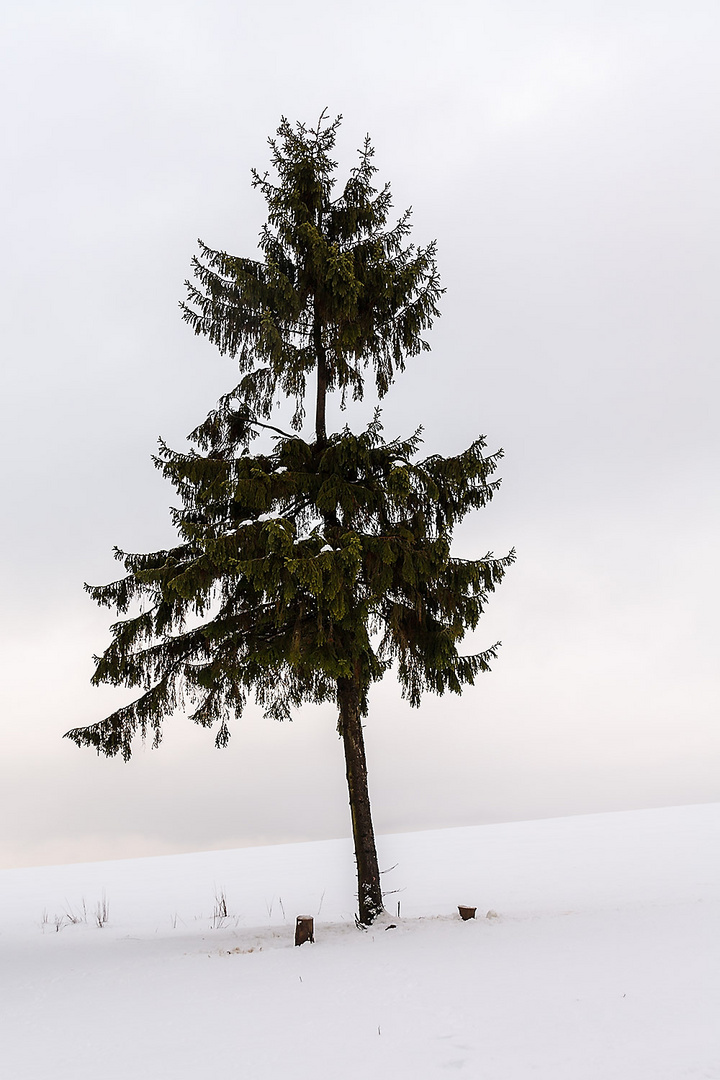 Als Weihnachtsbaum ungeeignet