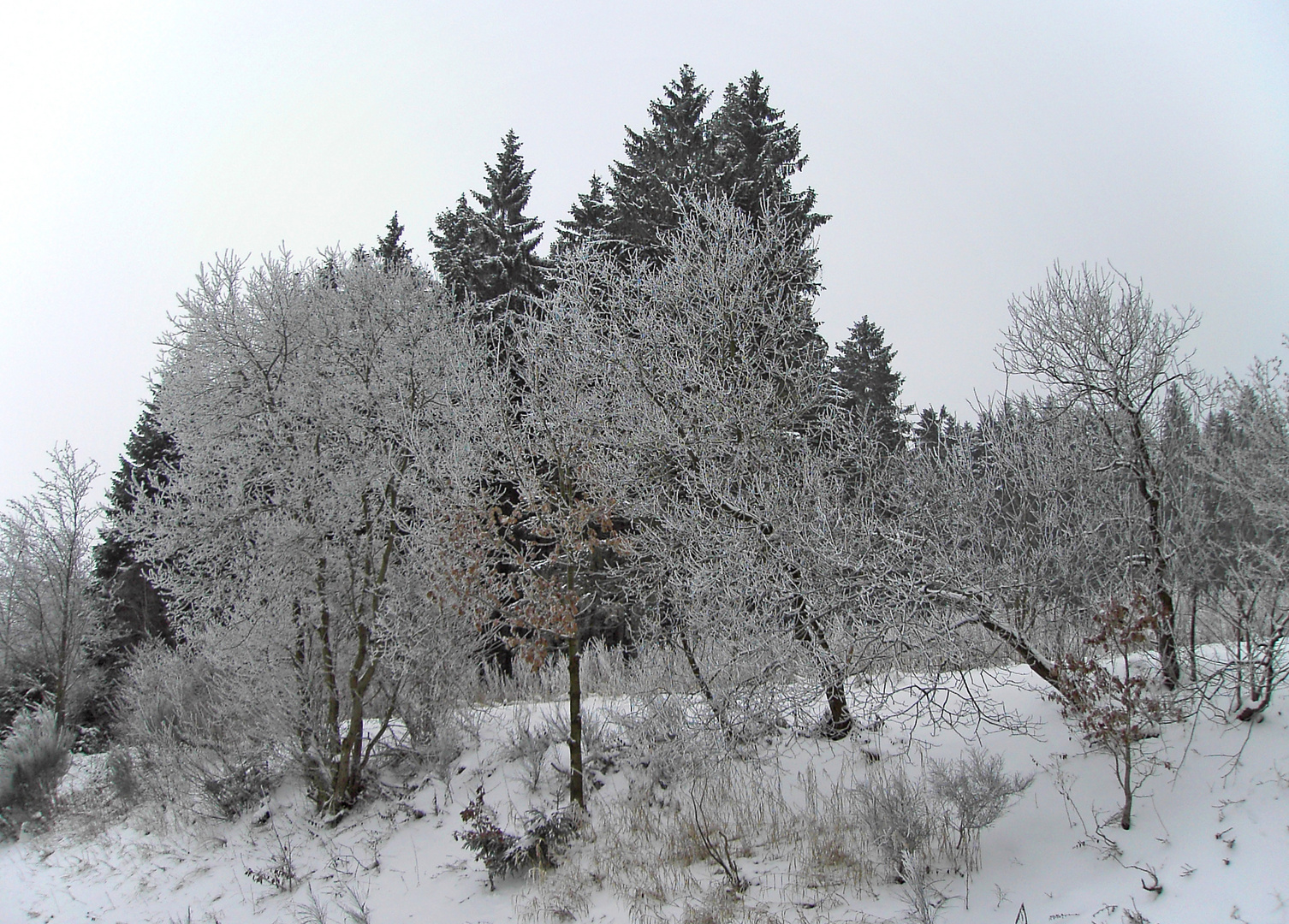 Als wenn Puderzucker auf jedem Ästchen läge Foto & Bild jahreszeiten, winter, natur Bilder auf