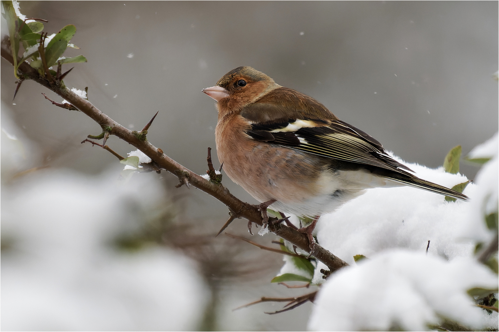 als wir noch Schnee hatten  .....