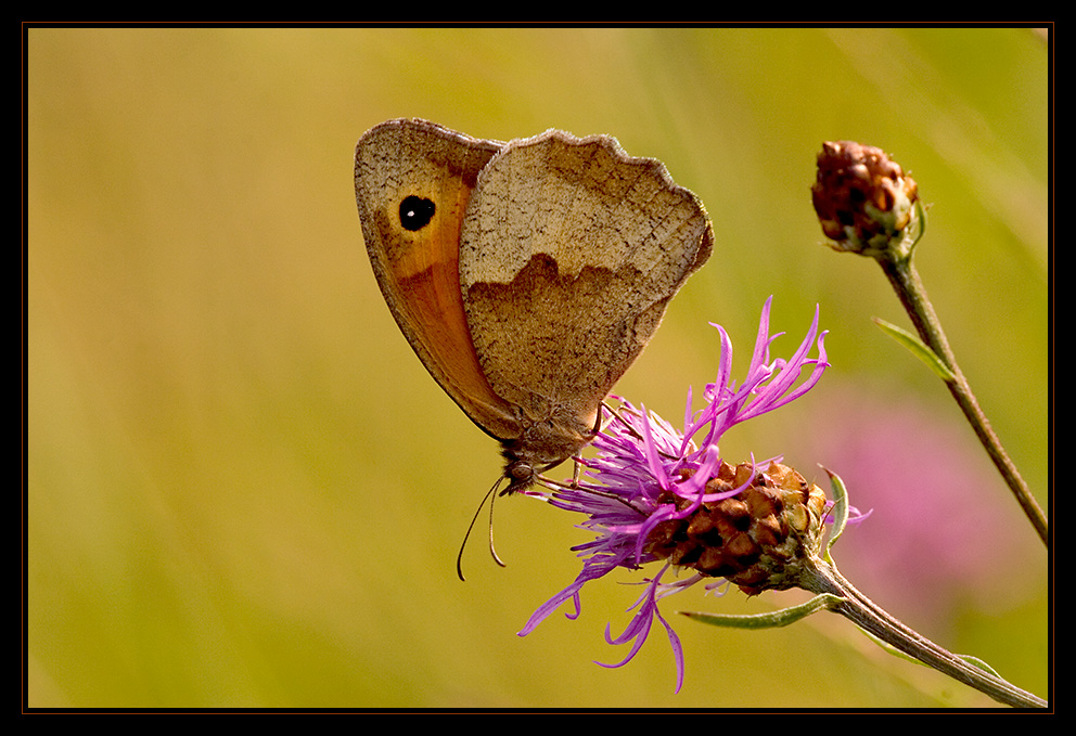 Als wir noch Sommer hatten!!!