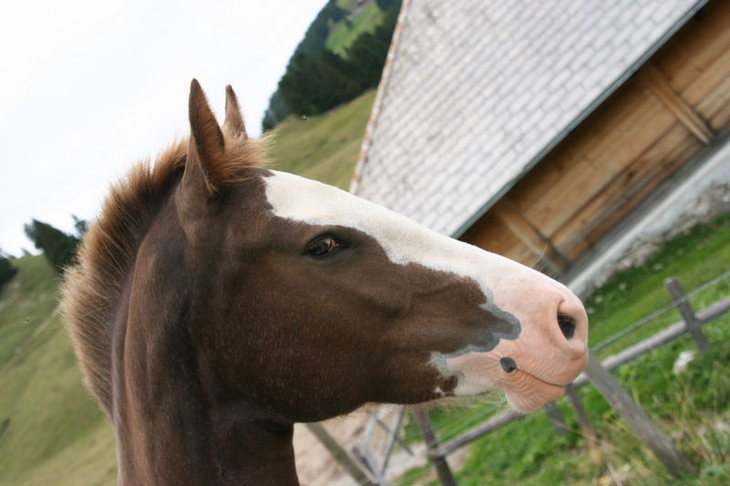 Als würde es lachen