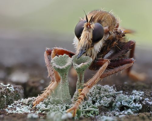 Als würde sie aus den Bechern trinken wollen