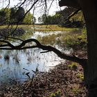 Als Zuhörer beim Froschkonzert