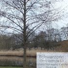 Als Zweites der Park und da die Erle, die ich 2016