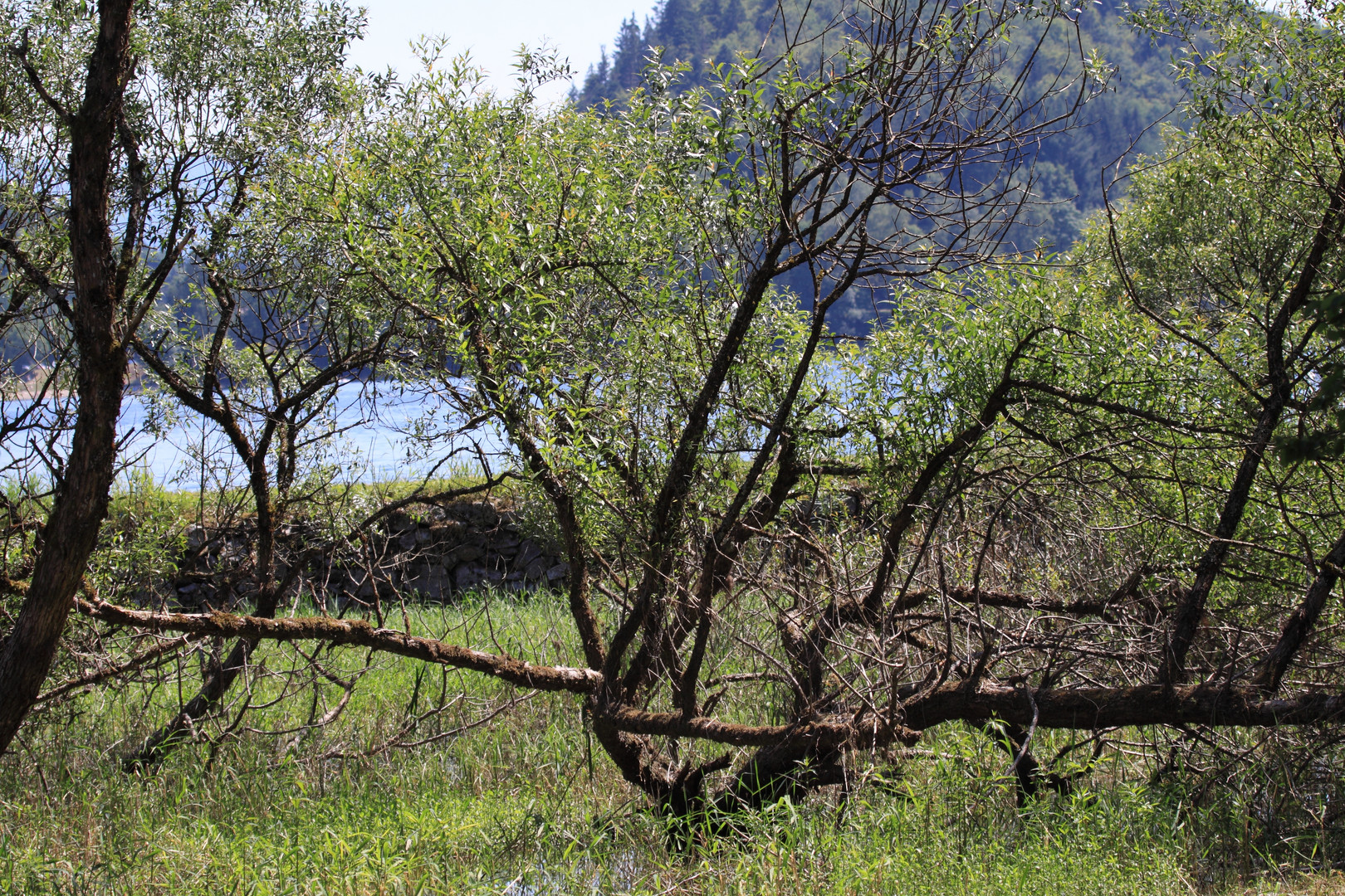 Alsace, Lac du Kruth-Wildenstein, Zone de bioversité