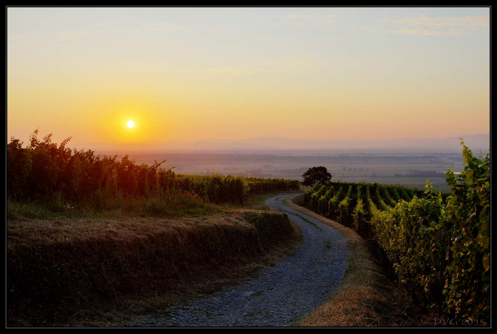 Alsatian vineyards at dawn