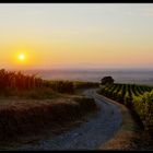 Alsatian vineyards at dawn