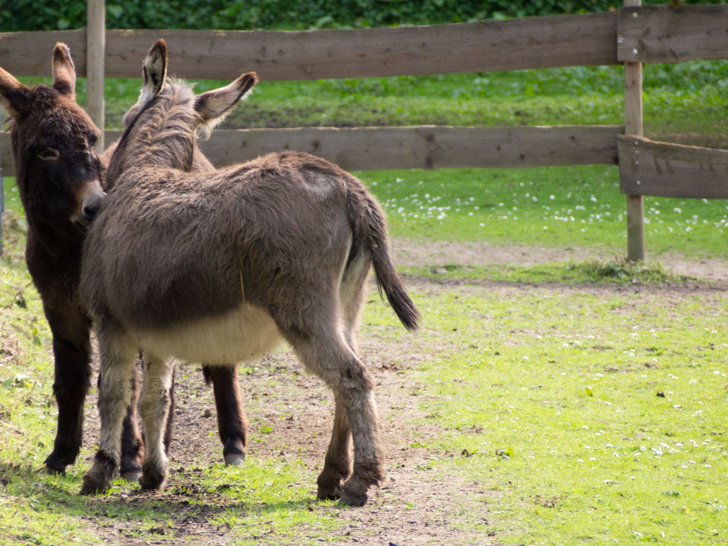 Alsdorfer Tierpark, Esel