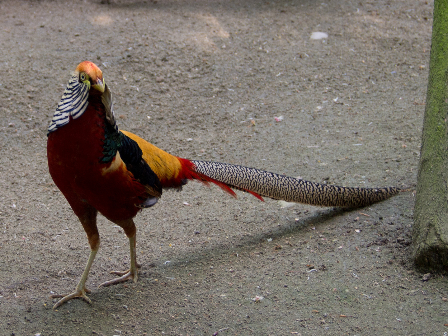 Alsdorfer Tierpark, Fasan