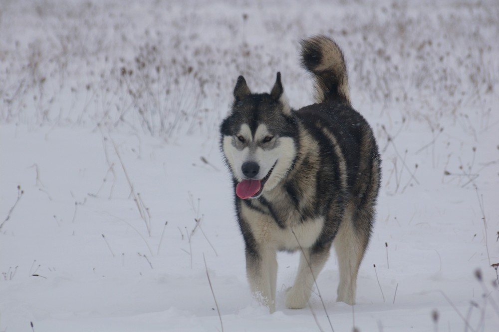 ALSKAN MALAMUTE