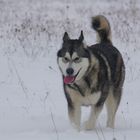 ALSKAN MALAMUTE