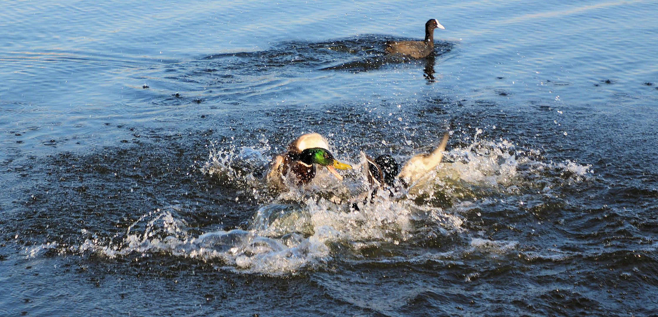 Also die Enten untereinander sind sich auch nicht grün … 