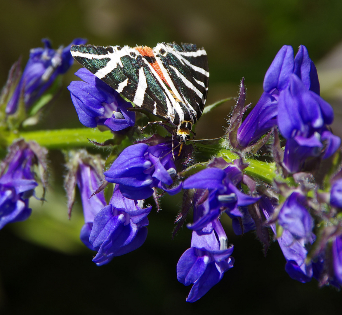 also ein Bärenspinner auf blauer Blüte