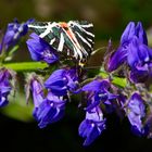 also ein Bärenspinner auf blauer Blüte