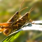 ***Also Flip,... das Bienchen landet auf der Blüte...***