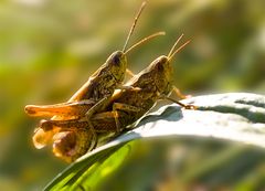 ***Also Flip,... das Bienchen landet auf der Blüte...***