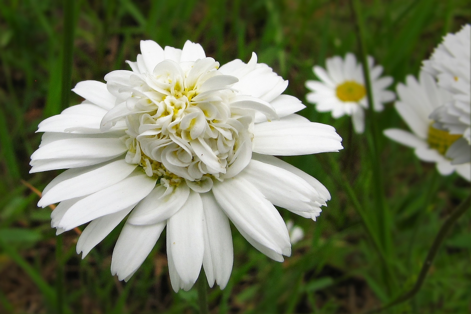 Also früher sahen die Kamillenblüten 