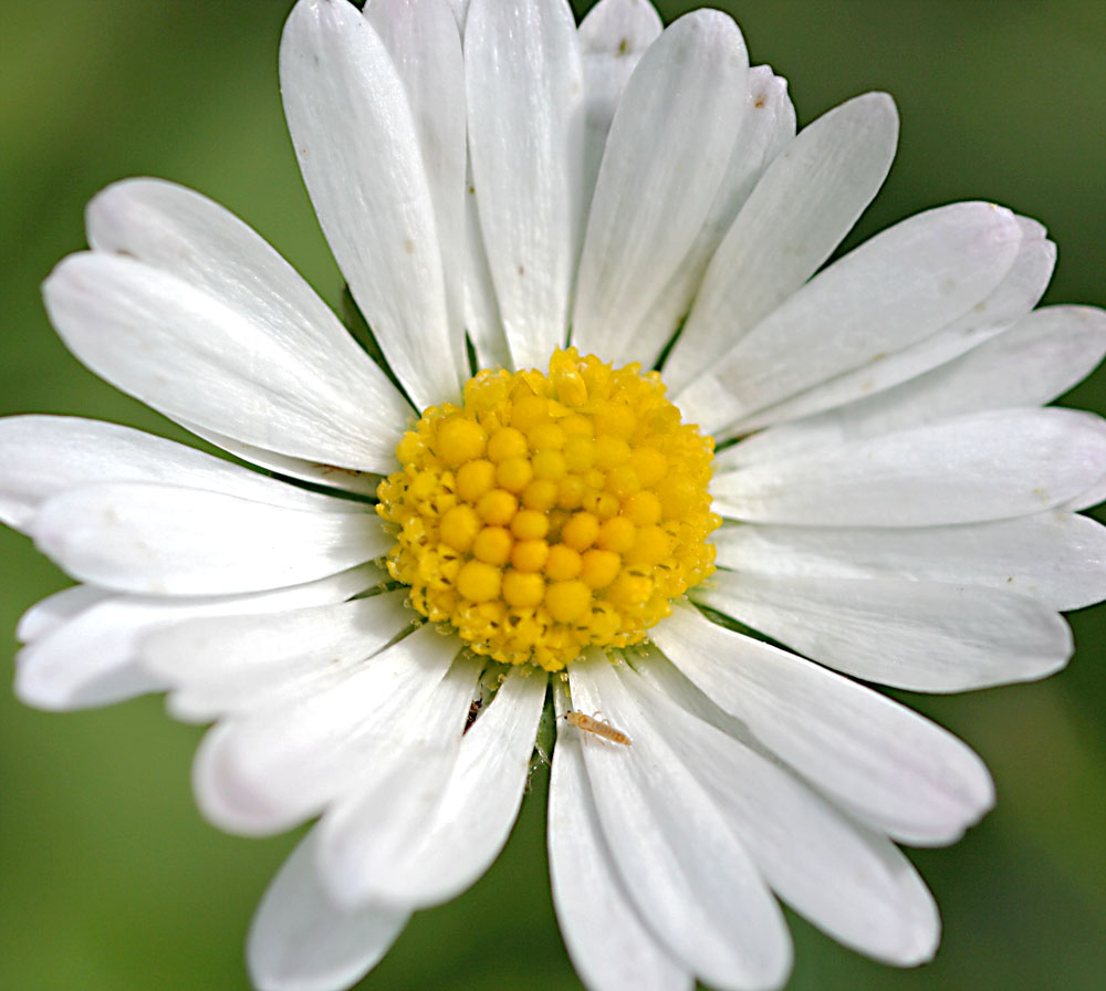 "Also ich find Gänseblümchen einfach riesig !"