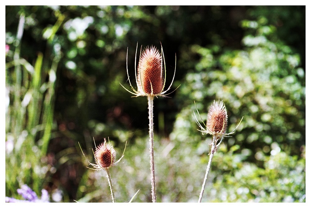 also keine Distel, sondern eine "Karde"...danke Werner