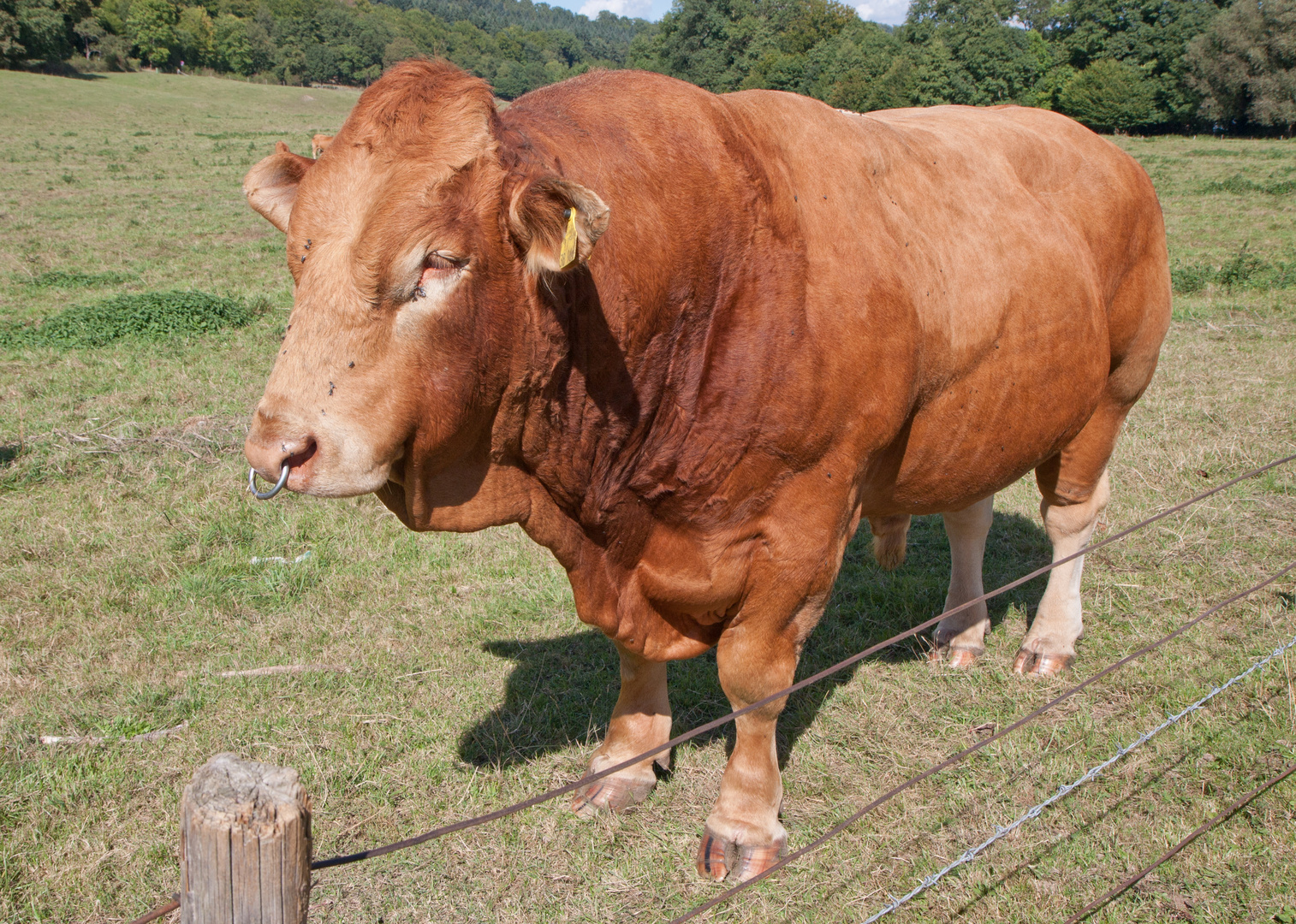 Also - wer den mit einem Pferd verwechselt, sollte keine Billig-Lasagne mehr essen.