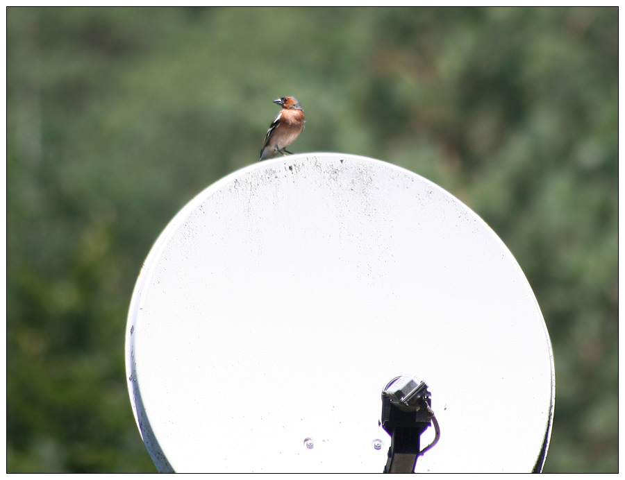 Also wirklich - erst erzählt man mir, mit einer Satellitenantenne bekommt man unzählige Programme ..