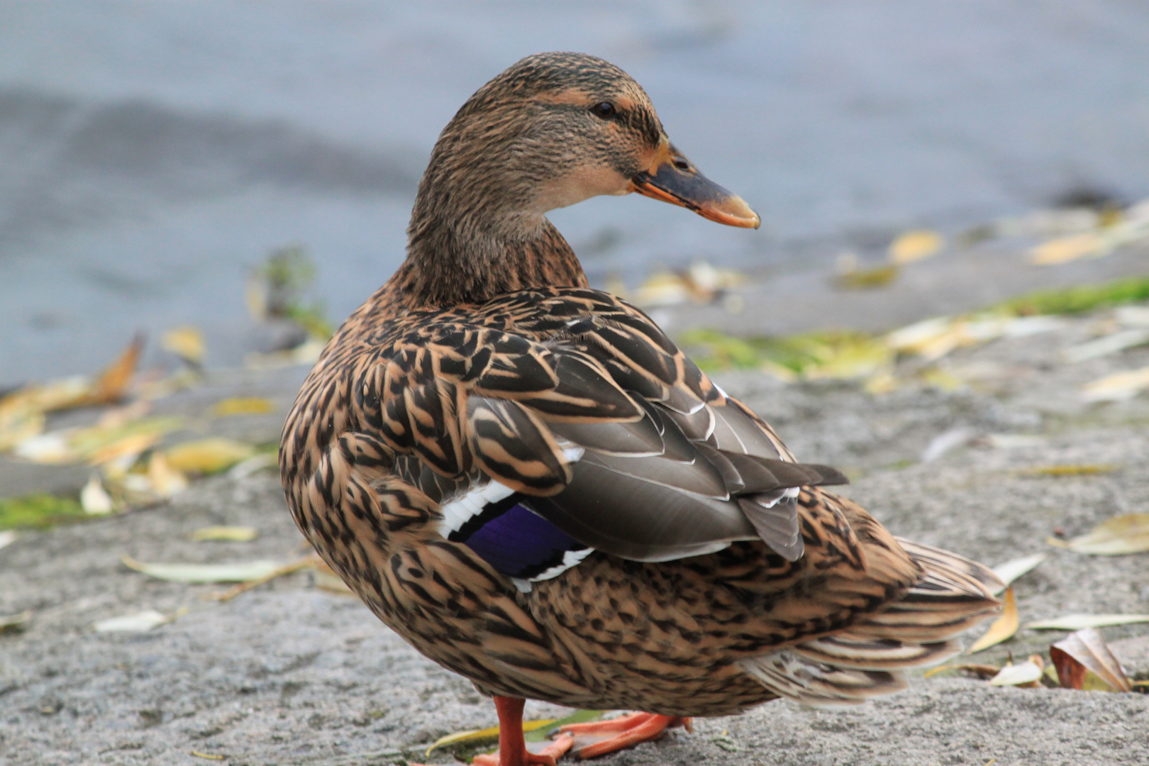 Alster- Ente