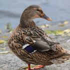 Alster- Ente