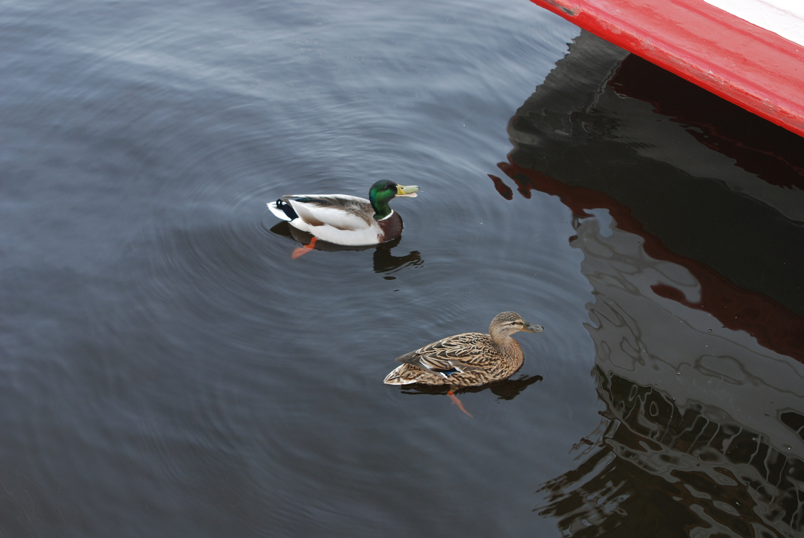 Alster-Enten