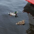 Alster-Enten