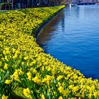 Alster frühling 2011