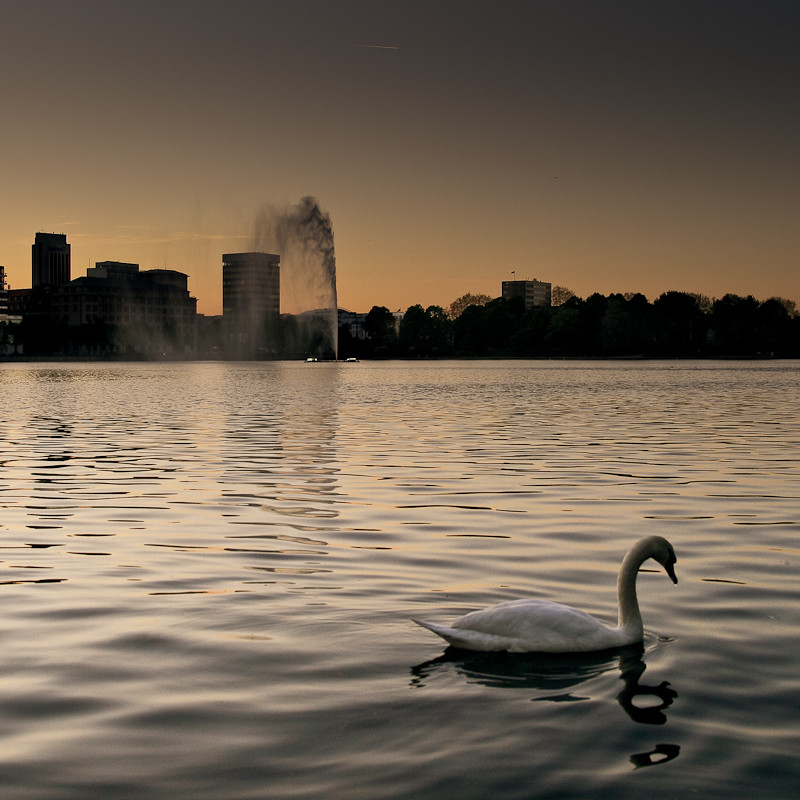 Alster mit Schwan