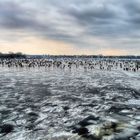 alster on ice