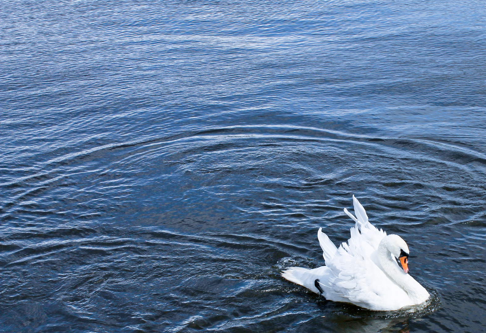 Alster - Schwan