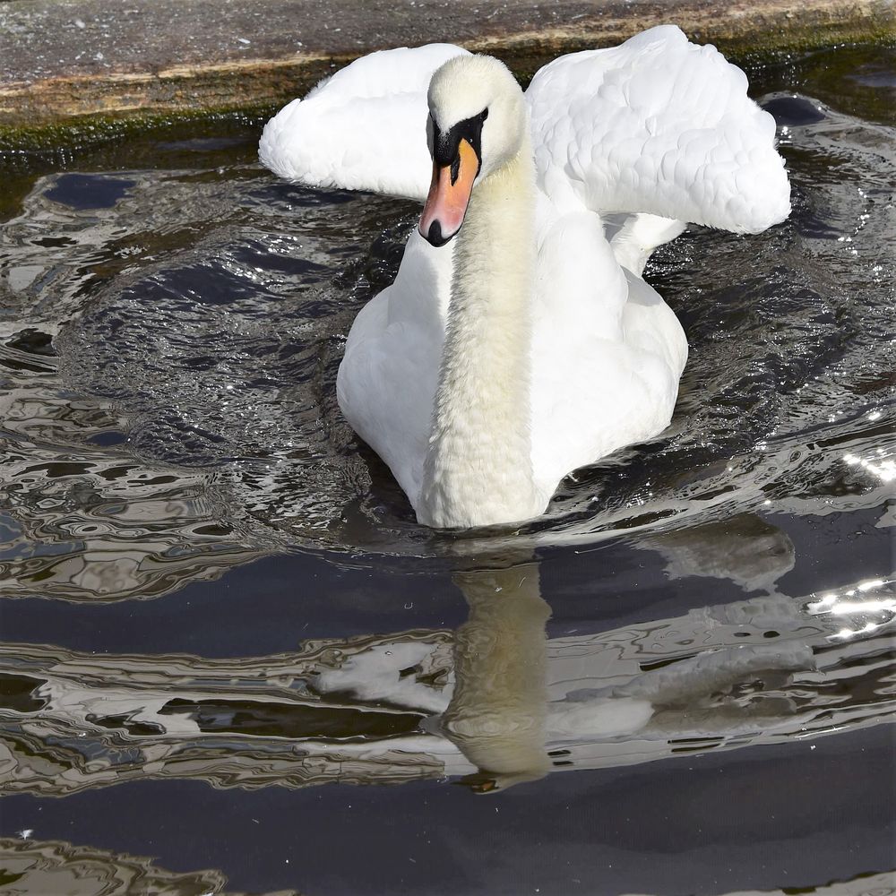 Alster-Schwan