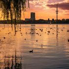 Alster Sonnenuntergang im Herbst