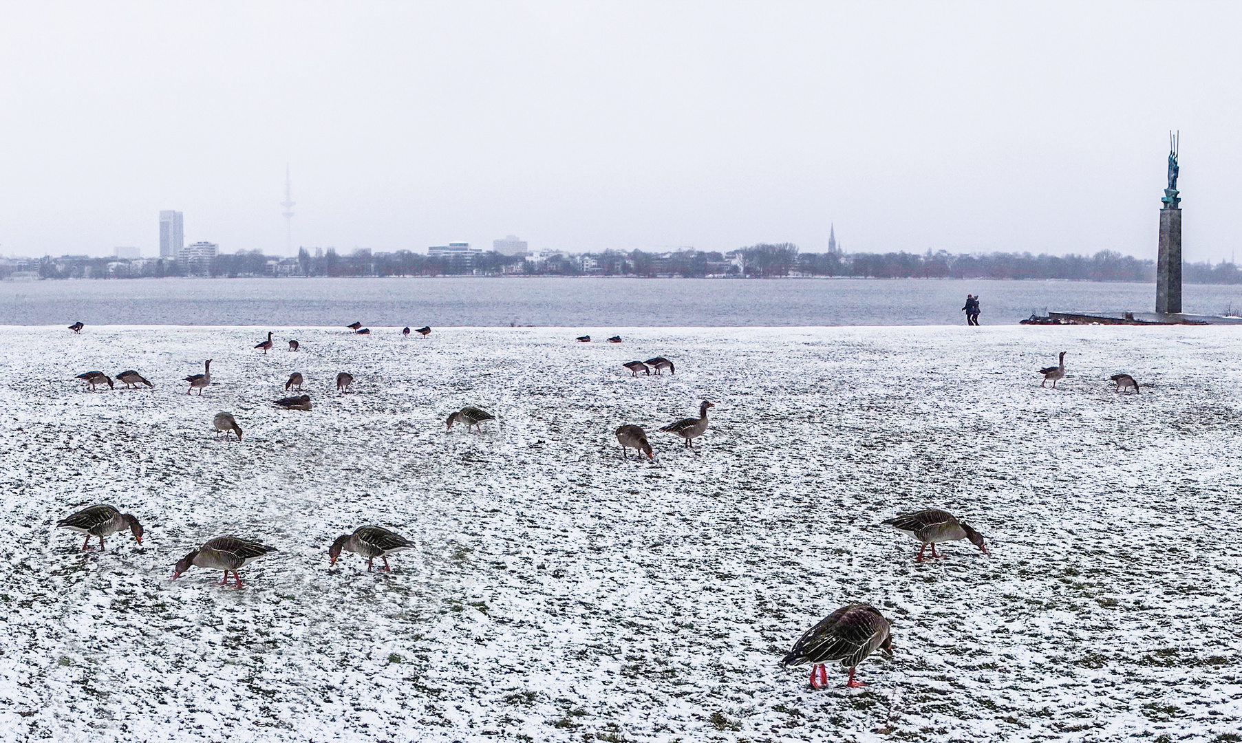 alstergänse im winter