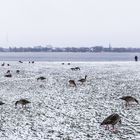 alstergänse im winter