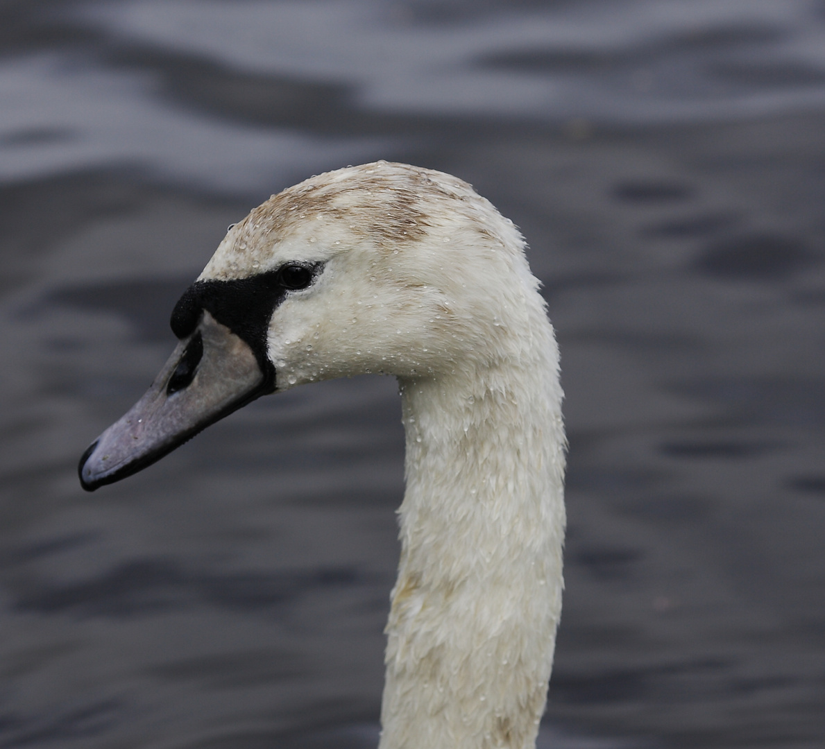 Alsterschwanenportrait