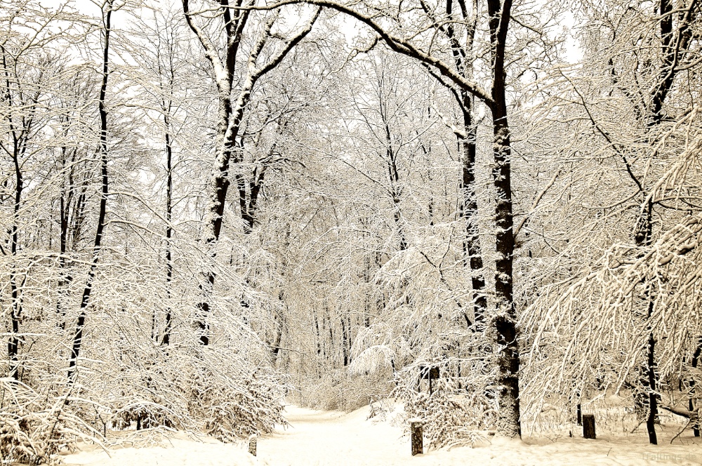 Alstertal im Neuschnee