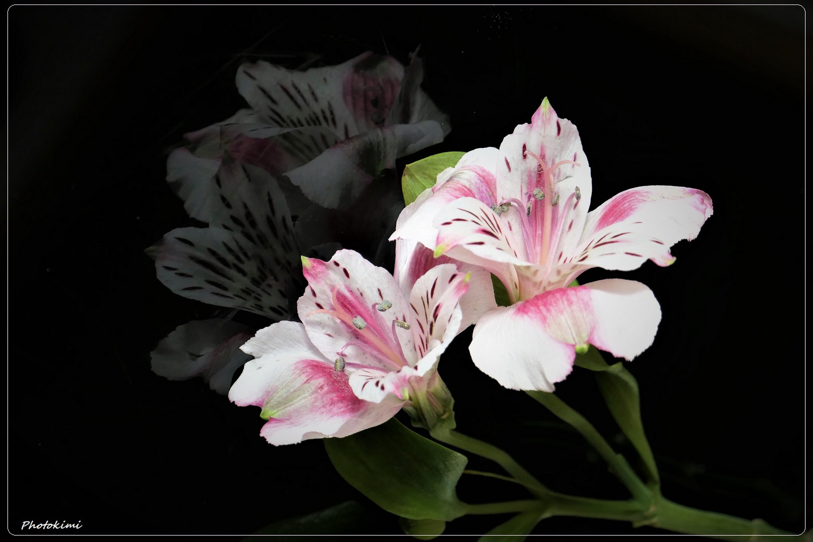 Alstroemeria