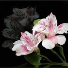 Alstroemeria