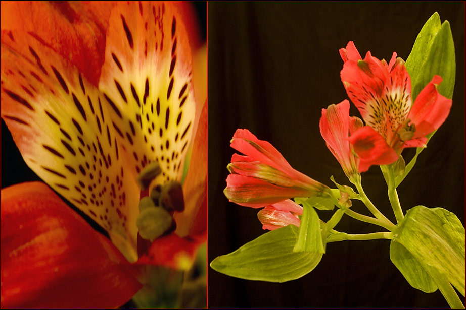 alstroemeria