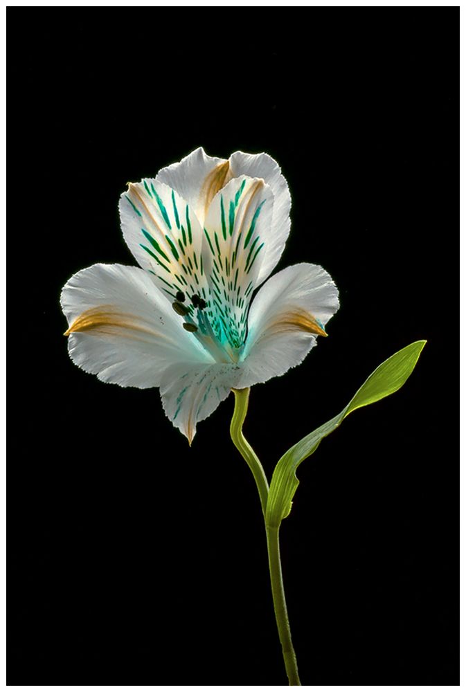 Alstroemeria